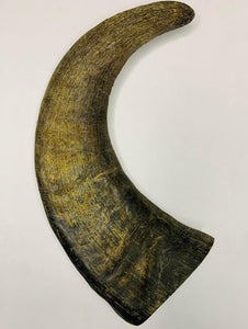 Longhorn Water Buffalo Horn